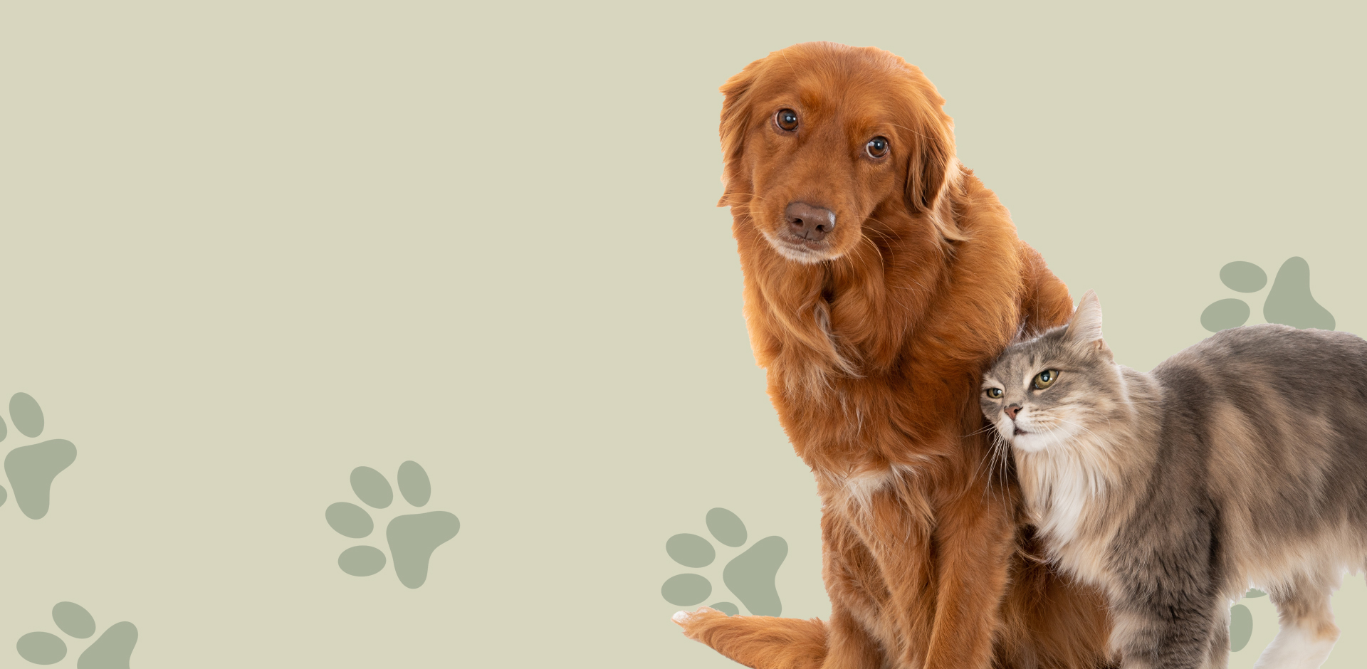 <span>Spay/Neutering</span>  Services